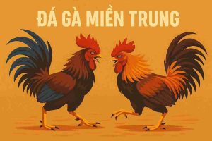 Đá gà miền Trung OK22